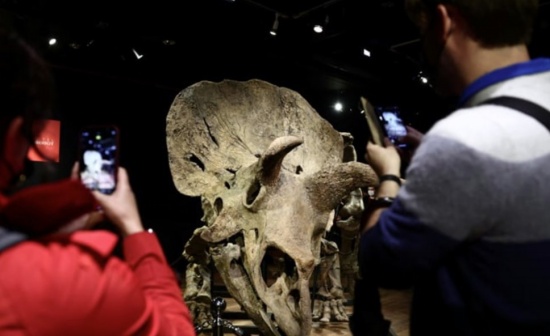 世界上最大的三角龙化石“大约翰”以665万欧元天价拍卖