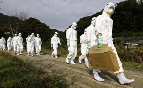 日本在第三次禽流感爆发中确认“高致病性”菌株