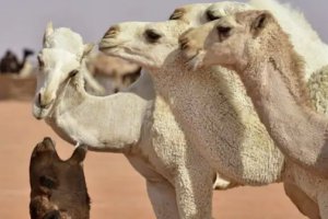 沙特骆驼选美大赛卷入整