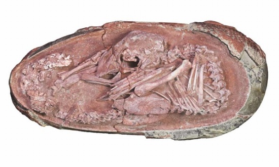 保存完好孵化期恐龙蛋化石