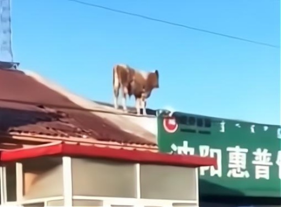 内蒙古一头牛跳上房顶奔跑