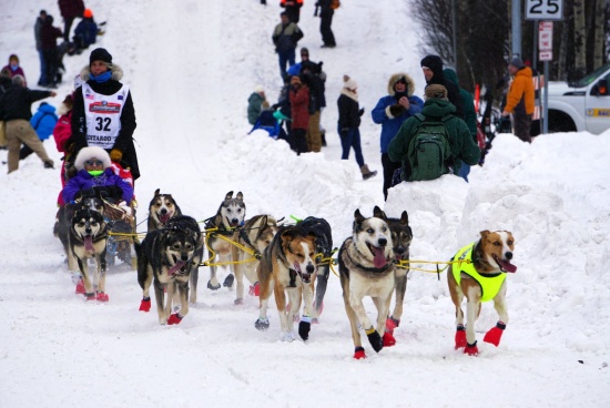 第50届年度艾迪塔罗德雪橇犬赛