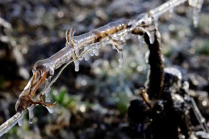 法国夏布利葡萄园遭遇霜