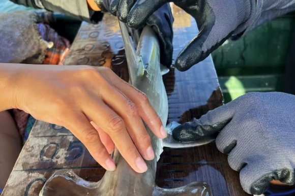 科学家在厄瓜多尔加拉帕戈斯群岛发现双髻鲨繁殖地