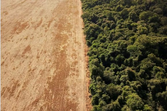巴西亚马逊河流域三月份的森林砍伐有所增加