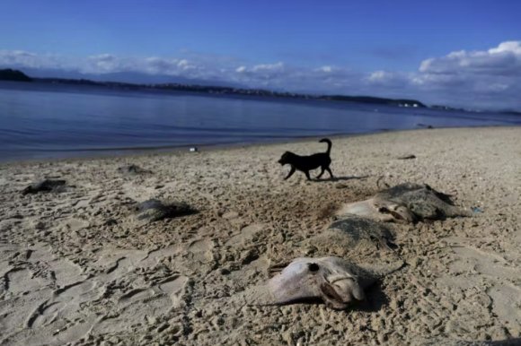 巴西海滩发现数十条死黄貂鱼
