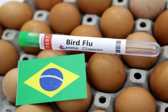 巴西野生鸟类出现禽流感病例 宣布180天动物卫生紧急状态