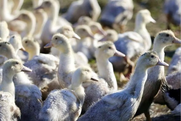 法国禽流感疫情在1000万只禽鸟被扑杀后结束