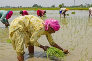 印度大米出口禁令可能导
