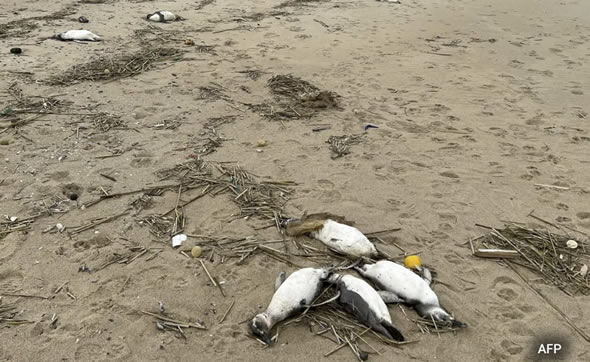 乌拉圭海岸2000只企鹅神秘死亡