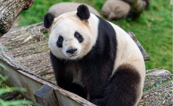 华盛顿国家动物园三只大熊猫今年12月返回中国