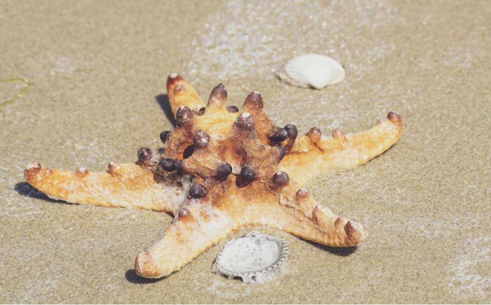 海星通常有五条臂