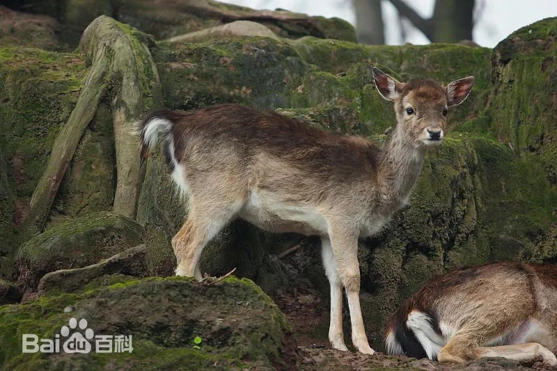 虎跳峡出现不明生物？当地回应不是龙
