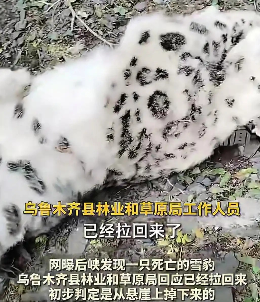 乌鲁木齐天山后峡发现一只死亡雪豹 国家一级保护动物