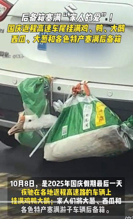 返程高速上的车尾挂满鸡鸭大鹅