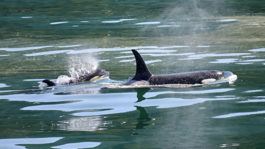 目前，虎鲸大规模搁浅事件正在调查中。