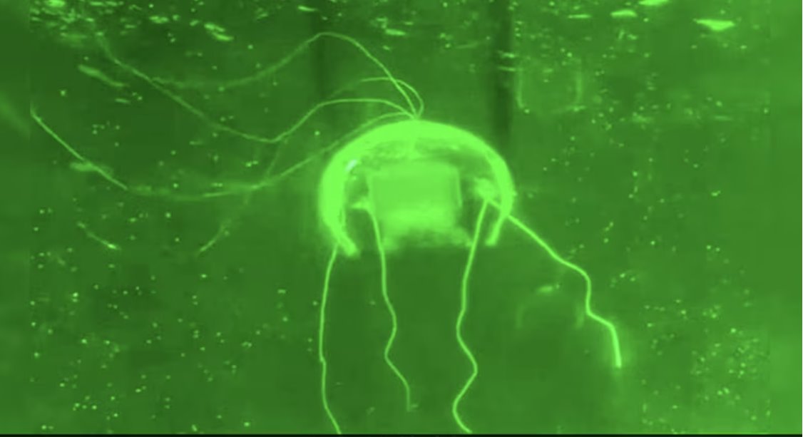 中国科学家研发出一种类似水母的机器人，被称为“水下幻影”，专为水下任务而设计。