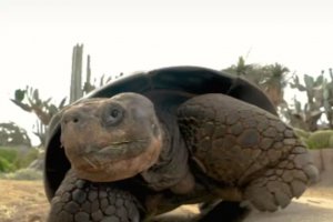 加州动物园最年长的