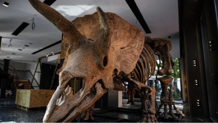 在印度北方邦萨哈兰普尔发现疑似三角龙的化石