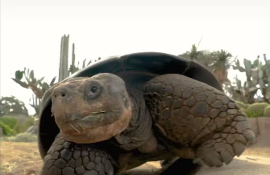 加州动物园最年长的动物——加拉帕戈斯象龟去世，享年141岁。