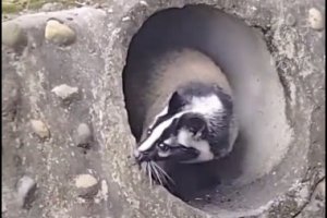 成都一高校内惊现花