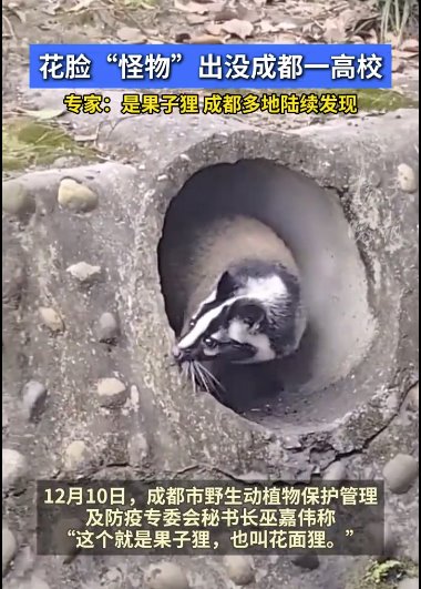 成都一高校内惊现花脸怪物果子狸