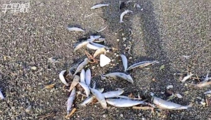 日本强震前2000条沙丁鱼搁浅北海道