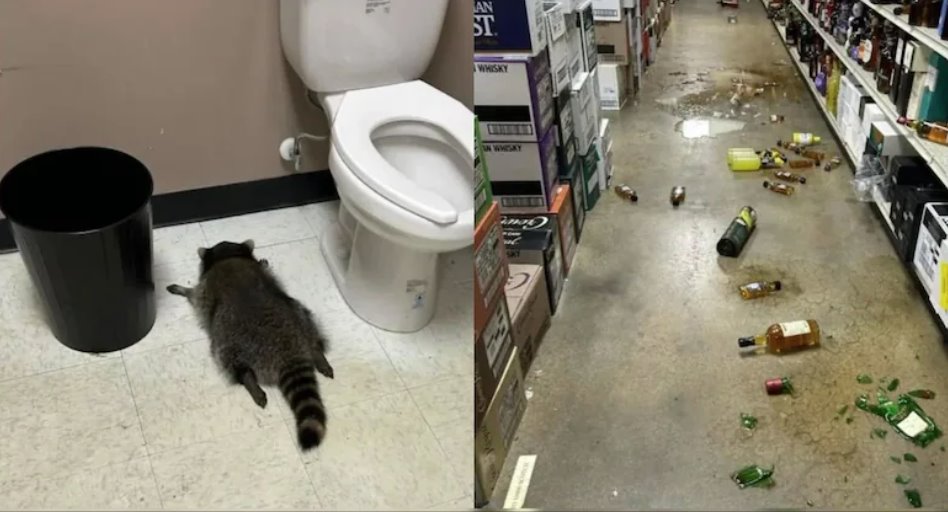 美国一只浣熊闯入一家酒类商店,再次引发混乱。