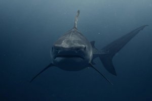 海洋酸化如何导致鲨鱼牙齿问题