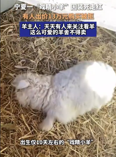 有人出价13万求购会装死的小羊