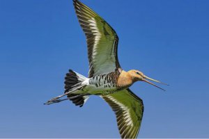 候鸟迁徙时连续飞行