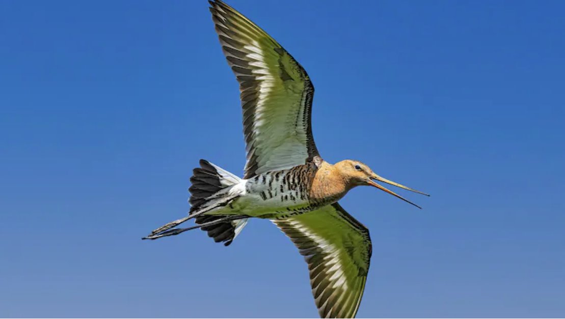 迁徙前，鸟类会大量进食并将能量以脂肪的形式储存起来。